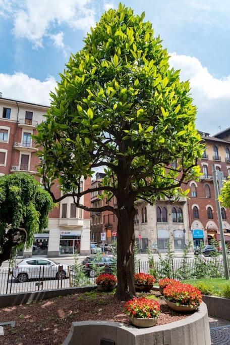 Comfort Zone - Mole * Turin